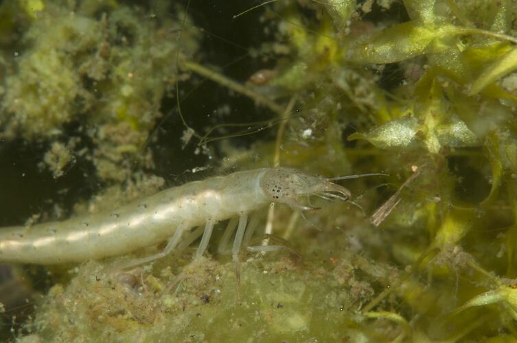Water beetle larvae on pond bottom.