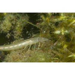 Water beetle larvae on pond bottom.