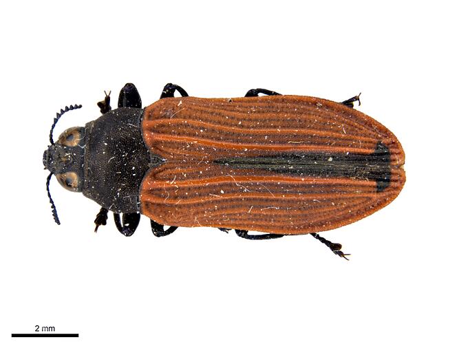 Pinned orange and black jewel beetle specimen, dorsal view.