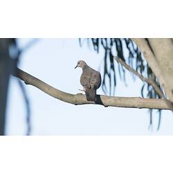Spotted dove on branch, viewed from back.