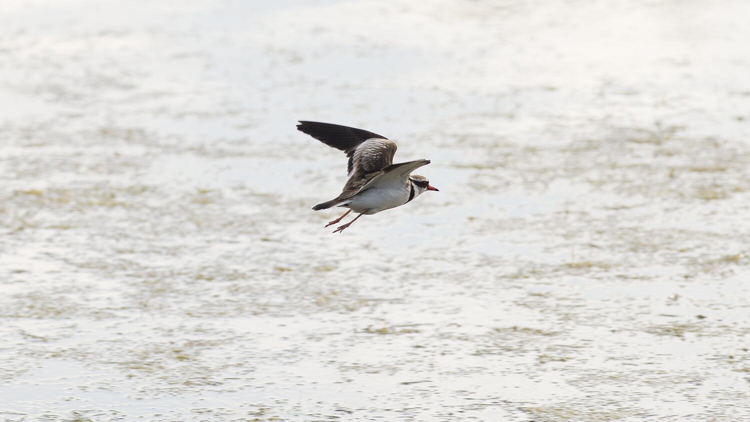 Elseyornis melanops, Black-fronted Dotterel