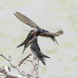 Adult welcome swallow feeding juveniles while hovering, wings spread.