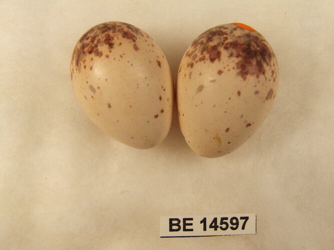 Two bird eggs with specimen label.
