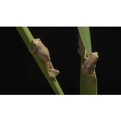 Two frogs climbing blade-like leaves.