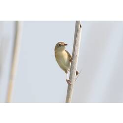 Small yellow-brown bird on a reed.