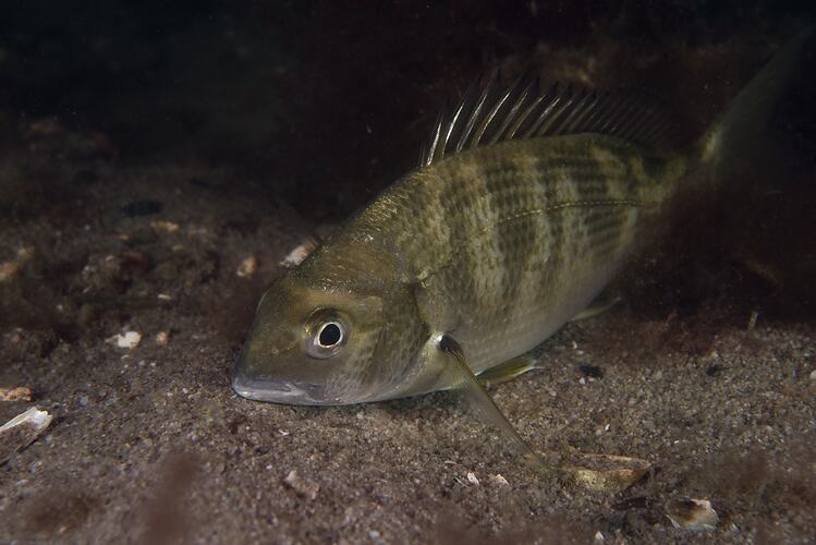 Brown fish with paler stripes resting on bottom.