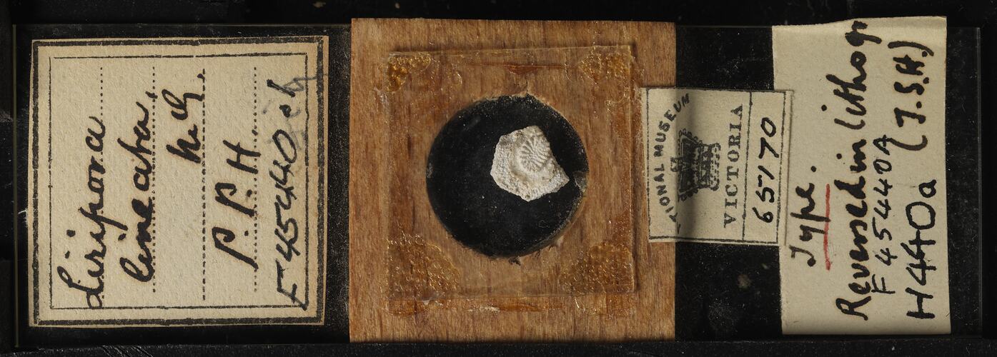 Bryozoan specimen mounted on glass and wood slide.