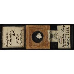 Bryozoan specimen mounted on glass and wood slide.