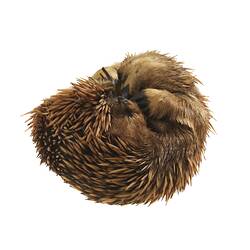 Curled up Echidna specimen.