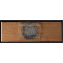 Bryozoan specimen on wooden microslide, underside view.