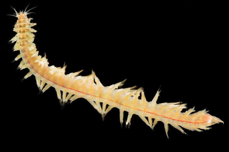 Orange-yellow worm with many legs on black background.