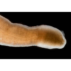 Detail of brown-cream worm against black background.