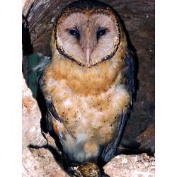 <em>Tyto novaehollandiae</em>, Masked Owl
