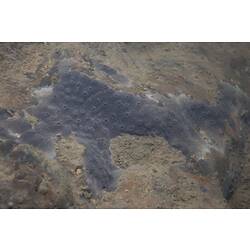 <em>Stratospongilla lanei</em>, freshwater sponge. Mitchell River National Park, Victoria.