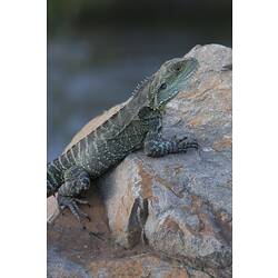 <em>Intellagama lesueurii howittii</em>, Gippsland Water Dragon. Mitchell River National Park, Victoria.