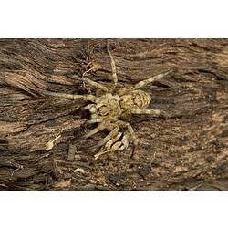 Large brown-yellow spider on wood.
