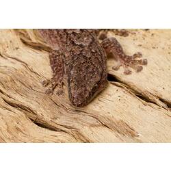Dorsal view of head of mottled brown gecko.
