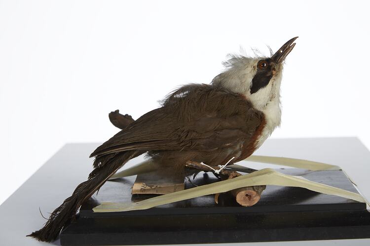 <em>Garrulax leucolophus leucolophus</em>, White-crested Laughing-thrush, mount.  Registration no. 28836.