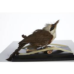 <em>Garrulax leucolophus leucolophus</em>, White-crested Laughing-thrush, mount.  Registration no. 28836.