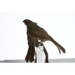 <em>Andropadus importunus</em> and <em>Andropadus importunus importunus</em>, Sombre Greenbul, mounts.  Registration nos. 54703 (rear) & 54807 (front).