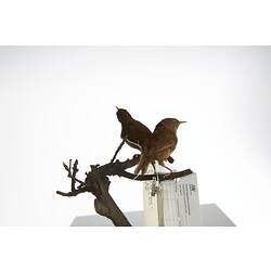<em>Troglodytes troglodytes</em>, Winter Wren, mounts.  Registration nos. 58161 (rear) & 58162 (front).
