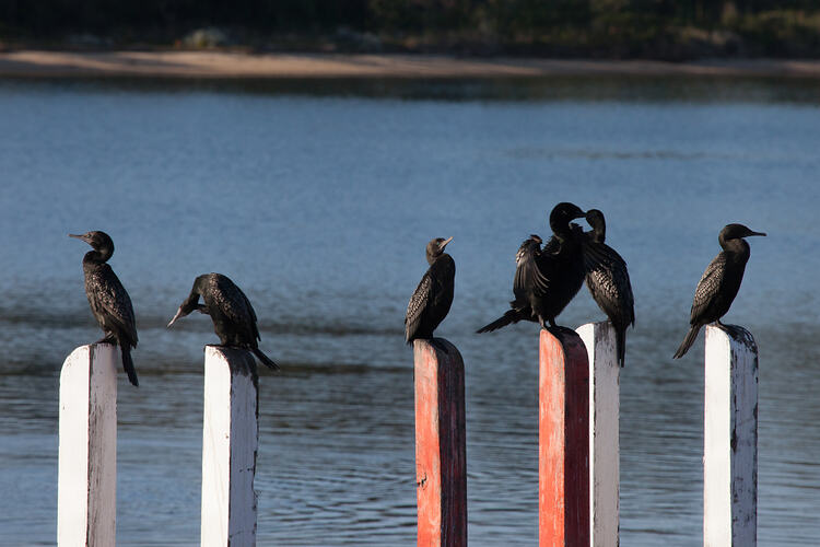 Six black water birds sitting on wooden bollards.