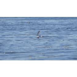 Whiskered Tern.