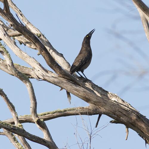 Black bird with head held pointing up standing on branch.