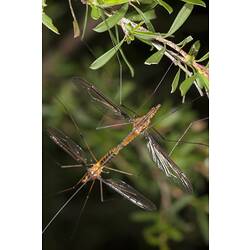Two orange and black crane flies, ends of abdomens held together.