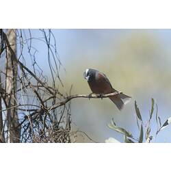 White-browed Woodswallow.