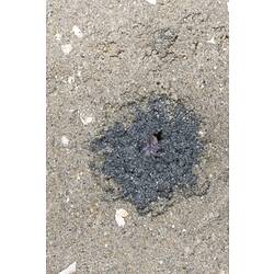 <em>Mictyris</em> sp., crab. Lakes Entrance, Victoria.