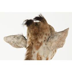 Detail of head of juvenile giraffe specimen, rear view.