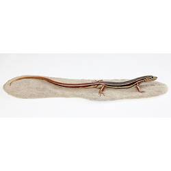 Cast model of brown lizard with bold white stripes.