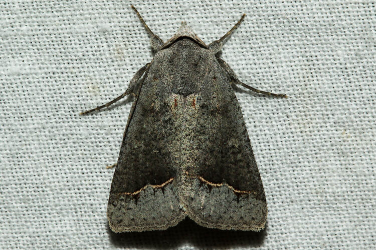 <em>Pantydia</em> sp., moth. Murray Explored Bioscan.