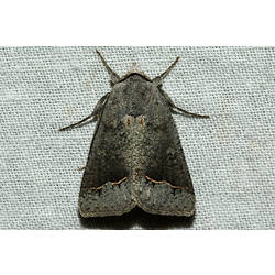 <em>Pantydia</em> sp., moth. Murray Explored Bioscan.