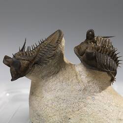 Side view of two trilobite fossils on cream rock.