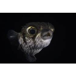 <em>Diodon nicthemerus</em> Cuvier, 1818, Globefish