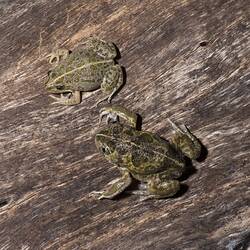 Spotted Marsh Frog.
