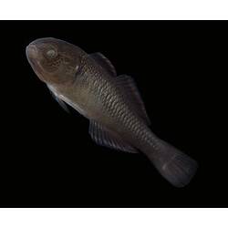 Carp Gudgeon.
