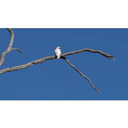 Rear view of white bird sitting on branch against a blue sky.