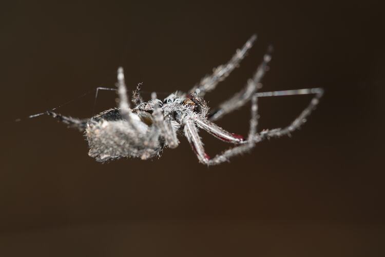 <em>Eriophora</em> sp., orb-weaving spiders. Murray Explored Bioscan.