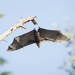 Grey and red bat, wings spread as it lets go of branch.