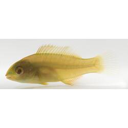 Yellow fish on white background.