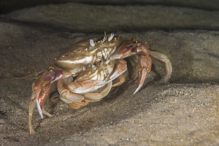 Crab on sand.