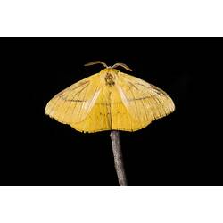 Yellow moth.