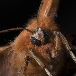Close up of orange moth face.