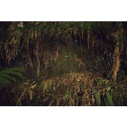Ferny cave with glow worms.