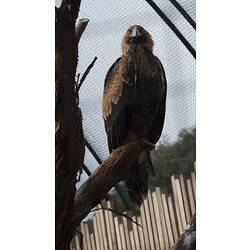 Eagle perched in captive.
