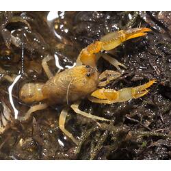 Yellow-orange burrowing crayfish half in water.