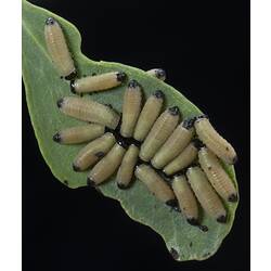 Cluster of yellow, black-tipped larvae on a leaf.